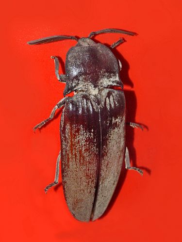 Tetralobus flabellicornis